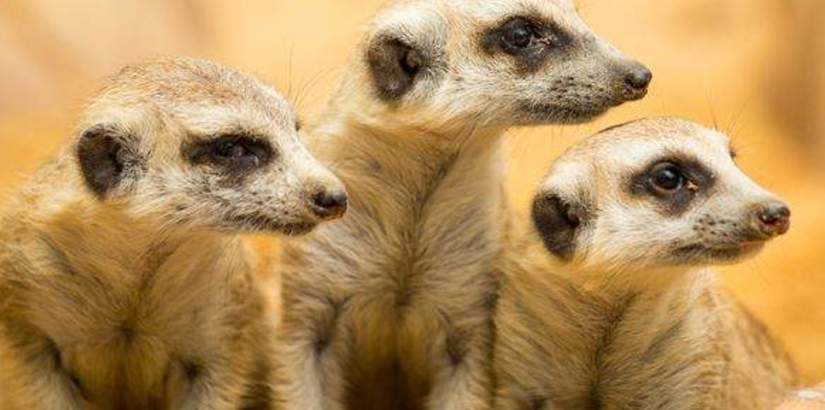 Are your teammates competent?