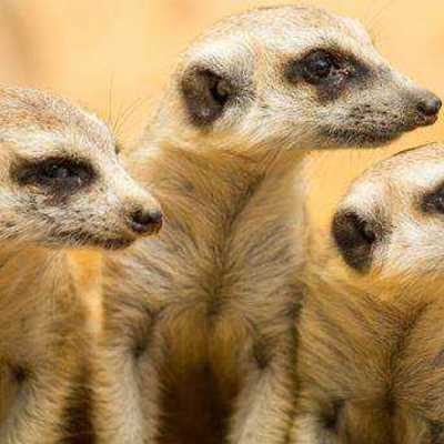 Are your teammates competent?